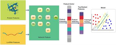 Prediction of lncRNA–Protein Interactions via the Multiple <mark class="highlighted">Information Integration</mark>